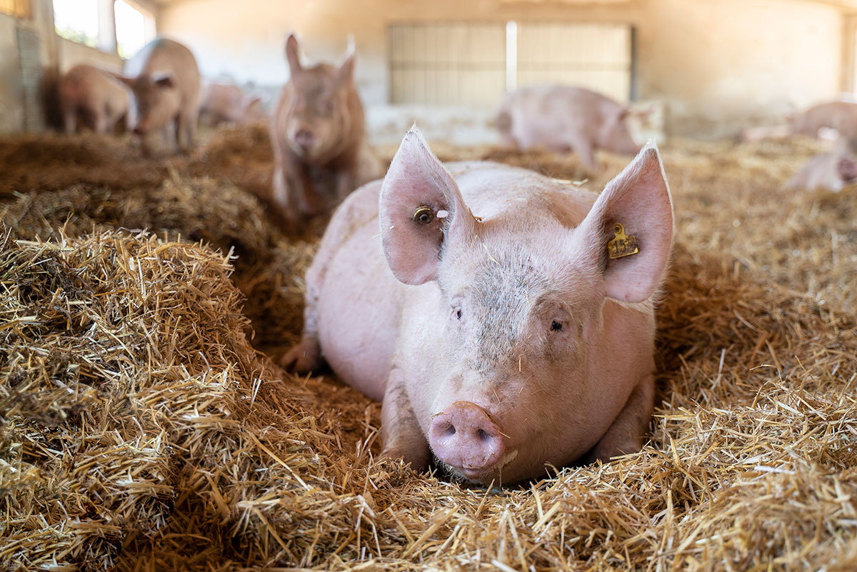 Vall Companys apuesta por el crecimiento de la producción de cerdo ecológico