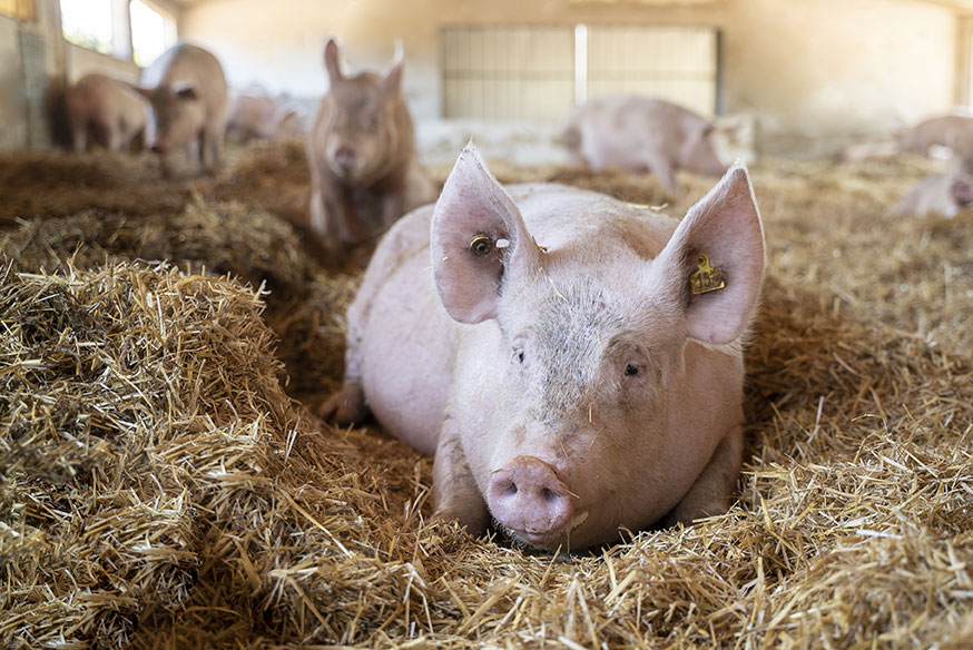 Vall Companys y Cargill impulsan el proyecto Welfare+ para avanzar en el bienestar animal porcino